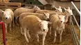 The Yorkshire Vet
