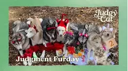 Judgy Cat | Judgment Furday
