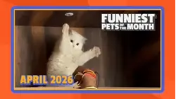 Funniest Pets of the Month | Ep. 3.4