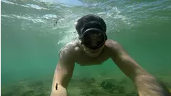 Octopus in Isabela