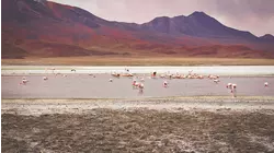 Bolivia Wildlife