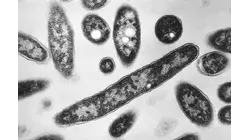 Source of South Bronx deadly legionnaires cluster eliminated, health officials say