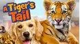 A Tiger's Tail