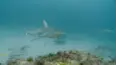 Blue Water Savages