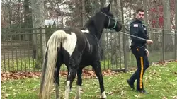 Runaway Horse Leads Police on Chase Through NJ Neighborhood