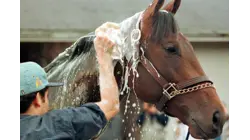 How Horses Are Raised To Win The Kentucky Derby®