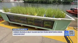 Tiny mussels, big lessons: Brooklyn project highlights water cleanup efforts