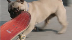Ruff Riders