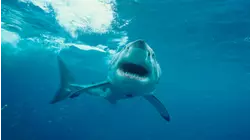 When Sharks Attack