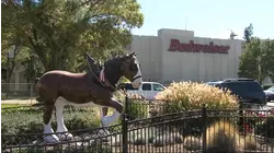 Anheuser-Busch closing Fairfield Budweiser facility next year: mayor