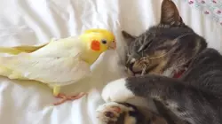Playful Pets
