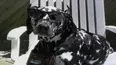 Funniest Pets & People
