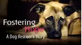 Fostering Hope: A Dog Rescuer's Story