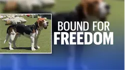 'Metal and concrete was their world.' CT native and animal welfare groups free 1,500 beagles from WI breeding facility