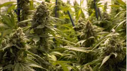 Supreme Court allows some marijuana users to own guns, limiting federal gun ban