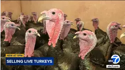 South LA's Morsy Farms reports steep downturn in sales of live turkeys ahead of Thanksgiving