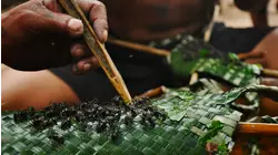 Amazon: One Forest, Many Worlds
