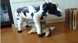 Stuffed Animals