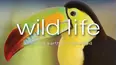 Wild Life