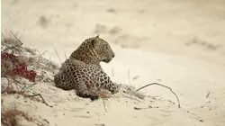 Wild Sri Lanka: Realm of the Leopard