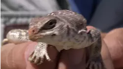 A Rattlesnake's Rattle