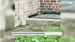 Rats run the show in Parkchester