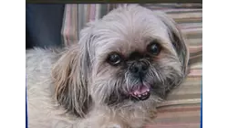 Shih Tzu in running for magazine cover with plan to donate $10K prize