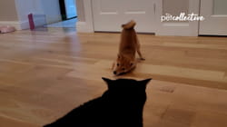 TPC That's My Pet | Kitty-Cats