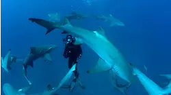 Sharkwater Extinction