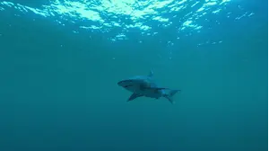 Sharkwater Extinction