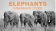 Elephants - Changing Lives