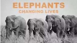 Elephants - Changing Lives