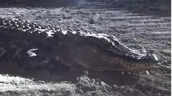 Alligator Incident