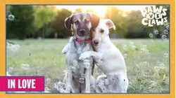 Paws VS. Claws | In Love