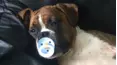 Animals Unscripted