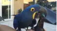 Animals Unscripted