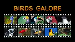 Birds Galore