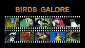 Birds Galore