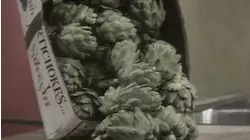 The Artichoke