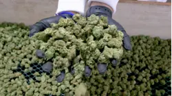 Why Starting A Marijuana Business Is So Hard