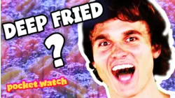 Will It Fry?!