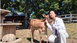 Southbury's Guardians Farm offers calf cuddles