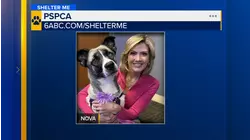 Shelter Me: Meet beautiful Nova from the Pennsylvania SPCA!