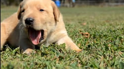 More Puppies!