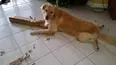 Animals Unscripted