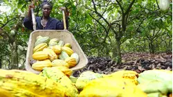 Ghana Grows Our Cocoa, So Why Can't It Make Chocolate?