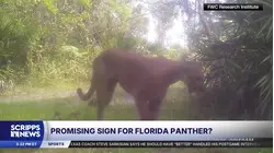 Trail camera captures promising signs of Florida panthers