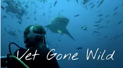 Surrounded by Sharks