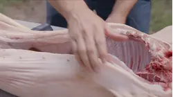 Whole Hog
