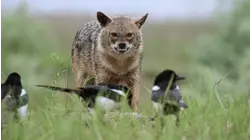 Guardians of the River: Danube Floodplain Forests